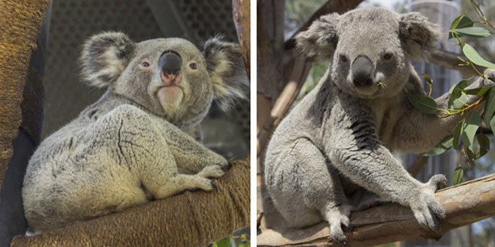 Indianapolis Zoo koalas