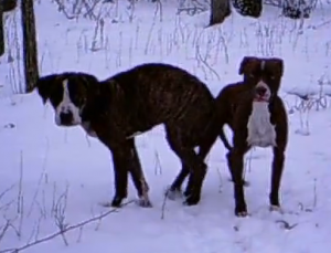 These two dogs were believed to have been dumped off in a wooded area near Ridinger Lake about 4 months ago. They were finally rescued on Saturday. (Photo courtesy of Tracy Landis)