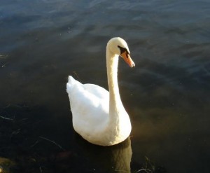 Female mute swan