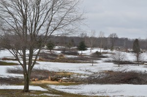 Downed trees litter the greenways of Rozella Ford Golf Course in Warsaw where nearly 200 trees are being cut down due to disease and poor quality. (Photos by Stacey Page)