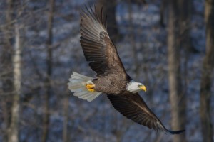 Eagle - Rhoda Gerig