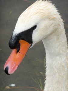 Sechrist Lake swan. (Photo provided)