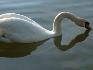 Sechrist Lake swan. (Photo provided)