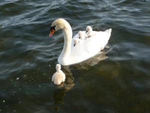 swan mama taxi