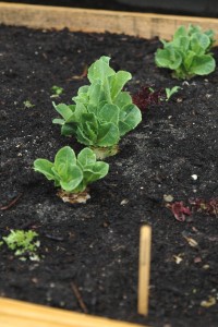 K Lettuce Scrap Vegetable rw