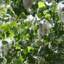 The cottonwood tree seeds open in late May and, through June, are scattered by winds.