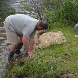 Matt Kerkhoff, president of Hoosier Aquatic management, Inc., installed a living log along the bank of Wawasee Area Conservancy Foundation's property on Lake Wawasee to stop shoreline erosion.