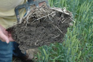 Jamie Scott is holding a sample of soil dug up from a wheat field on his farm. He hopes to show how earthworms, among others, can replenish the soil naturally.  (Photo by Tim Ashley) 