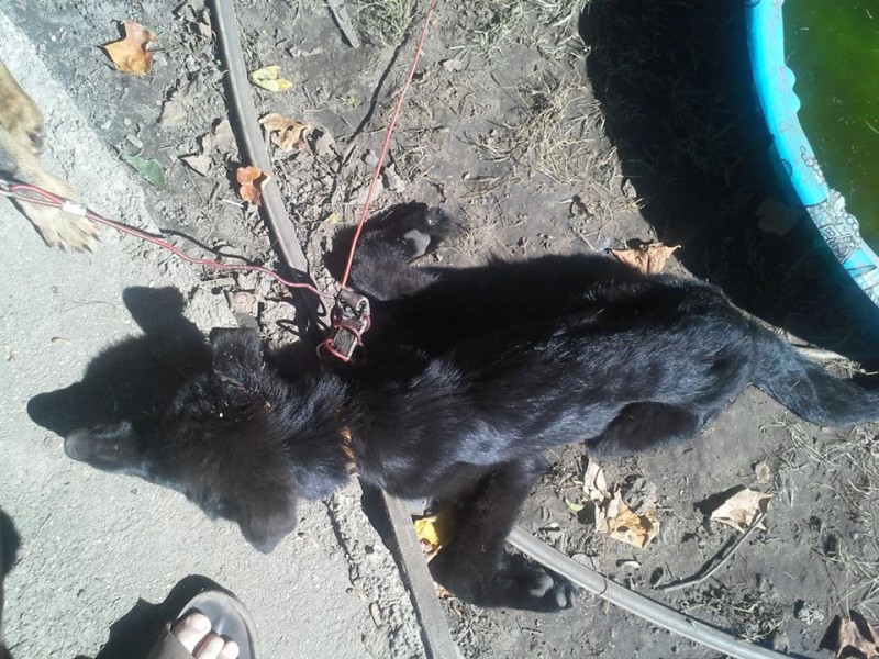 This German Shepherd puppy died after what Patrick Jamison said was about 2 weeks left with no food or water. (Photos and video provided by Patrick Jamison)
