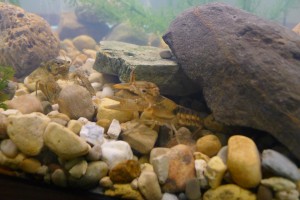 One of the most popular local aquatic organisms in the Lake in the Classroom aquariums is the crayfish. Pictured are two crayfish coming out of their hiding places to meet local students in one of the aquariums. (Photo provided)