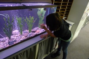 Shown is a student looking at a typical Lake in the Classroom aquarium set up with local plans and fish. The aquarium is designed to introduce students to what is living in local lakes, how they interact with each other and what can be done to protect real local lakes. (Photo provided)