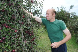  A community apple orchard in Kosciusko County produces not only 14 kinds of apples, but peaches, blueberries, pears and organic honey. Pictured is Michael Skipper, director of Community Apple Orchard, picking apples.