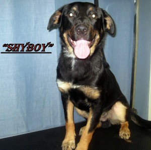 Shyboy (2)