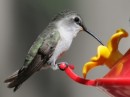 backyard hummingbirds 1