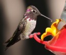 backyard hummingbirds 1