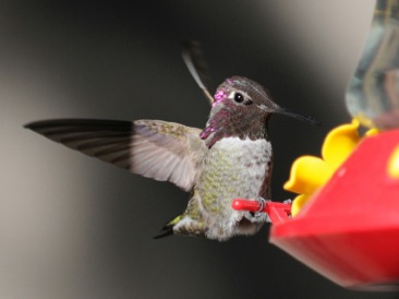 backyard hummingbirds 1