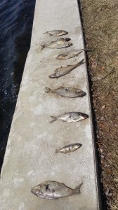 These fish, which were strangely lined up in a row,  were found along the shore of Winona Lake. 