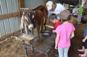 Rodger Studebaker taught both preschoolers and kindergarteners how to milk a goat.  (Photo by Alyssa Richardson)