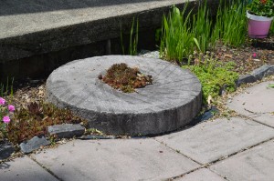 This stepping stone used at the home of Tom Knopp in Syracuse is an old millstone formerly used in Crosson Mill in Syracuse.