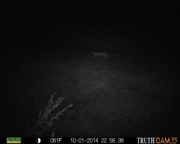 Mountain Lion Sighting in Northern Indiana near pierceton