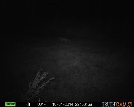 Mountain Lion Sighting in Northern Indiana