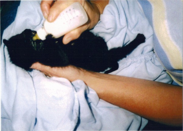 Scooter as a kitten being nursed back to health. (Photo Provided)
