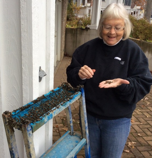 Kay Dabler, North Webster, found a cluster of zebra mussels on lake equipment belonging to her and her husband, John. Although the mussels’ resurgence means the water in Webster Lake is clearer, that increased clarity is likely to encourage the overgrowth of aquatic plants next season.