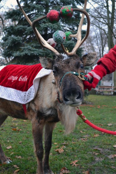 A live reindeer, Jingle Bell, was at the park for children to pet and get photographed with.