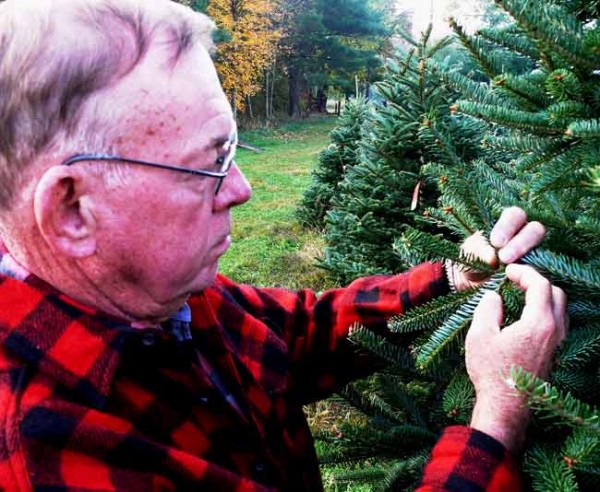 Dan Cassens, Purdue University professor of wood products, examines a Canaan (ka-NAYN’) fir tree on his tree farm in West Lafayette, Indiana. (Purdue Agricultural Communication photo/Keith Robinson) 