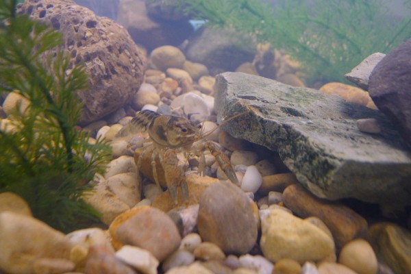 Local Crayfish are an example of the species provided for the classroom aquariums. (Photo Provided)