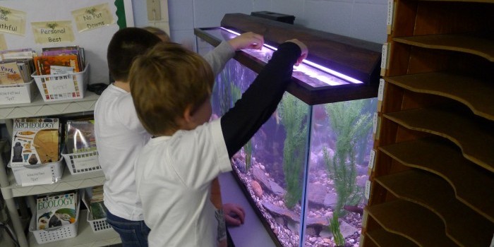 students feed fish lake in the classroom