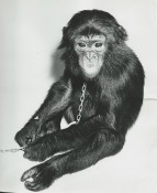 Amos the chimpanzee