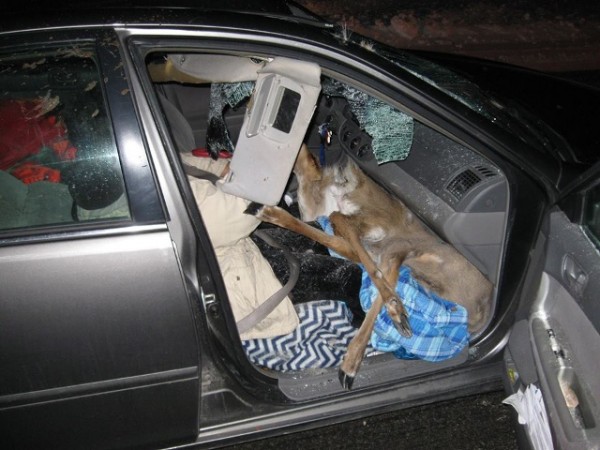 deer windshield