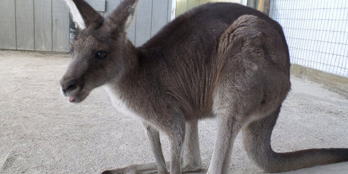 Andre the kangaroo