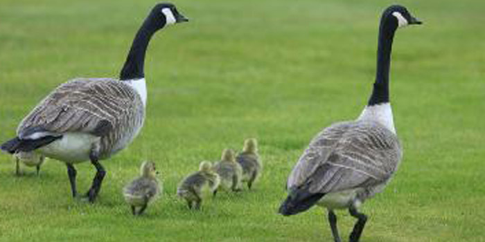 Canada geese