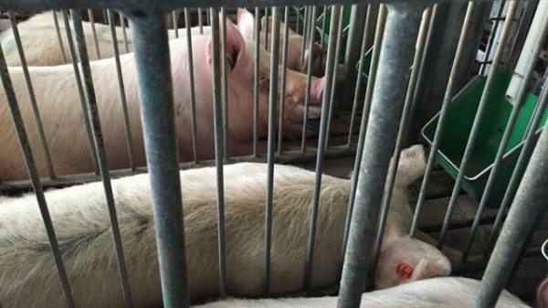 sows in gestation crates