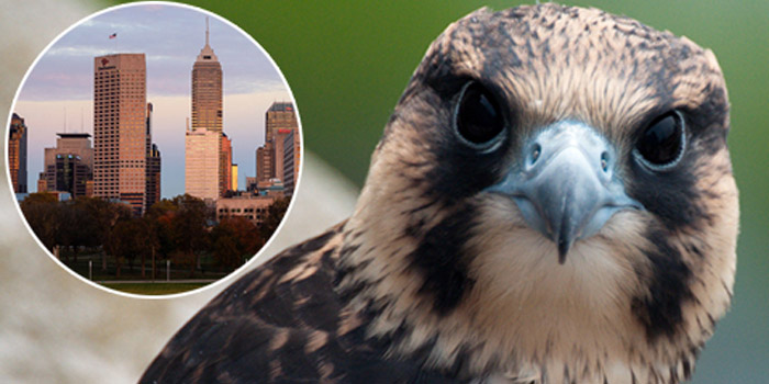 Indianapolis falcon
