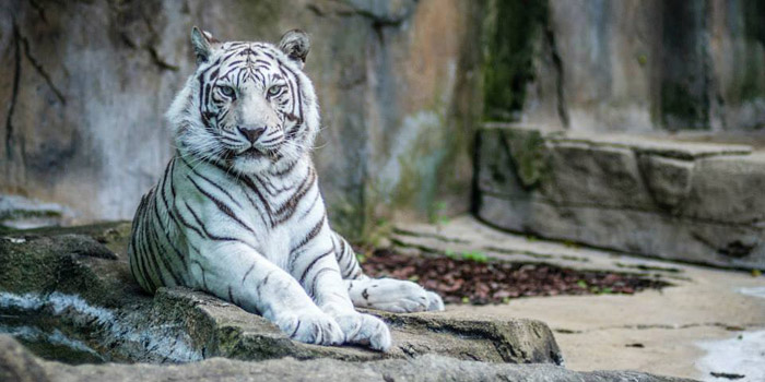 Ivory tiger Potawatomi Zoo