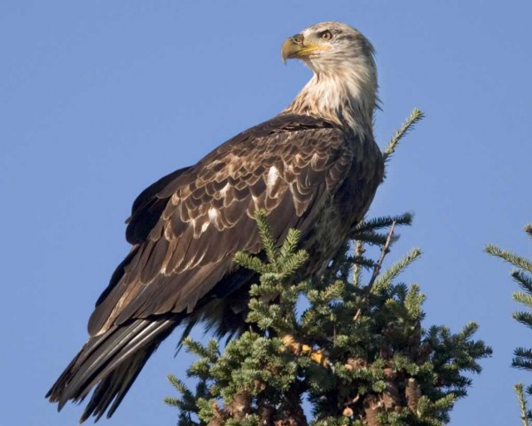 bald eagle in tree