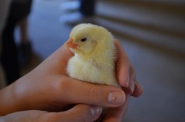 Taste-of-Ag-Kosciusko-County-2015-chick