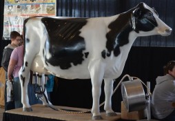 Taste-of-Ag-Kosciusko-County-2015-fake-cow