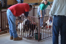 Taste-of-Ag-Kosciusko-County-2015-goat