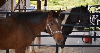 Taste-of-Ag-Kosciusko-County-2015-horse