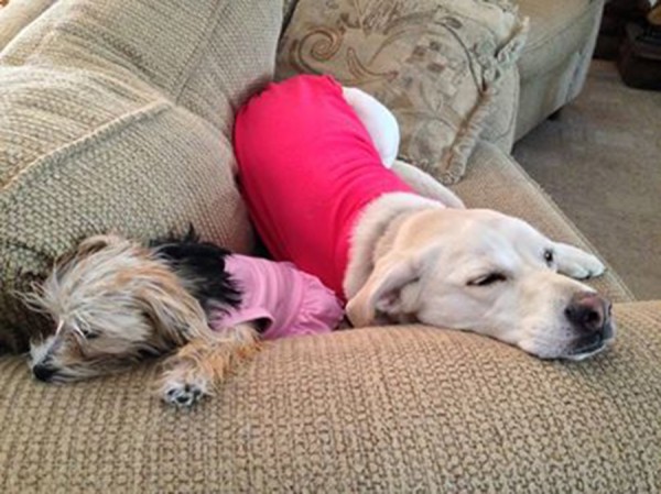 Two adopted dogs lay contented on their owners couch. Pet ownership can benefit  humans as well.