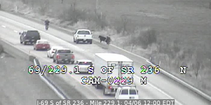 cows on I-69