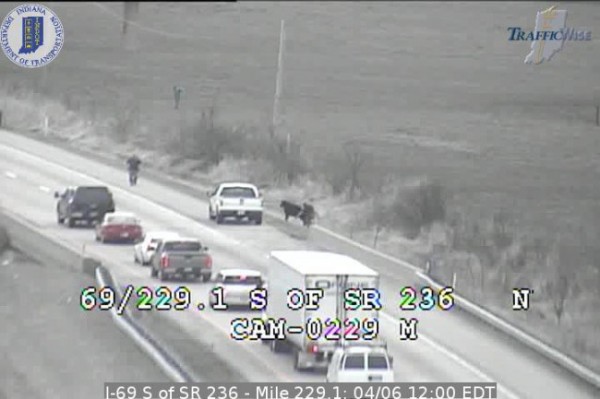 cows on I-69