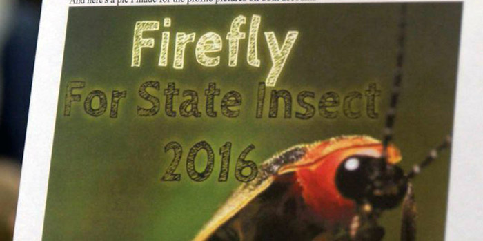 firefly for state insect