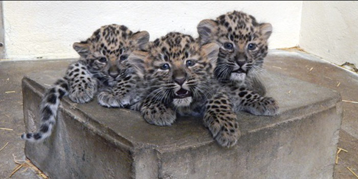 Potawatomi Zoo leopard cubs