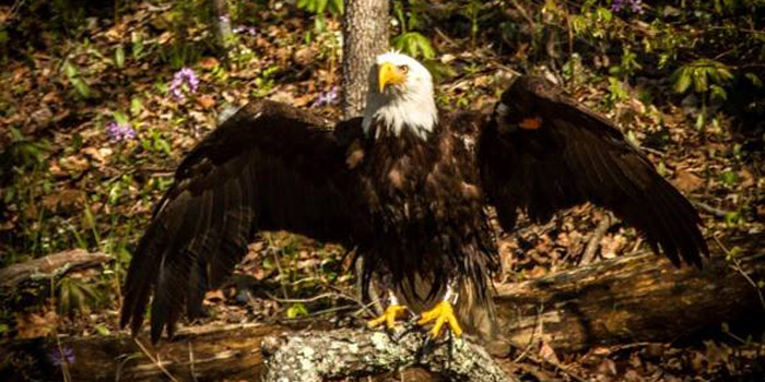 27 year old bald eagle