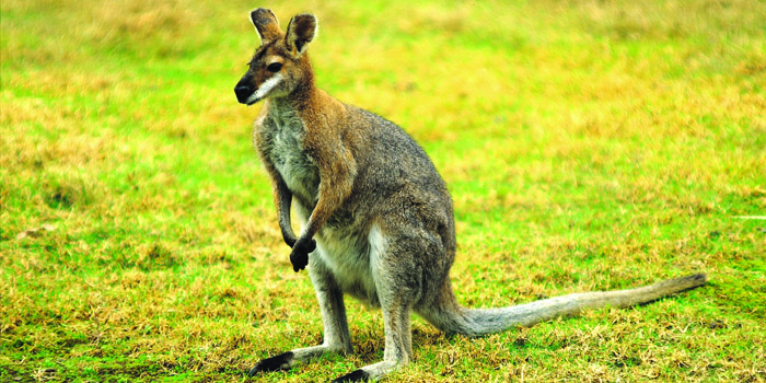 kangaroo from Metro